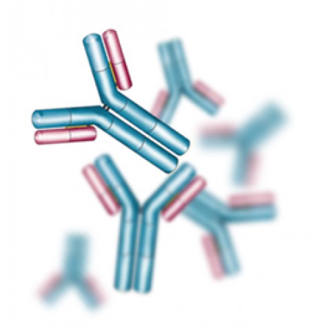 pAb anti-Human CRP, Tracer (HRP Labeled)