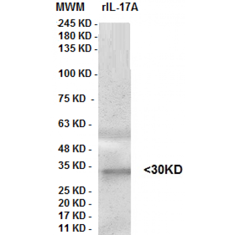 mAb anti Human IL-17A clone 8H7